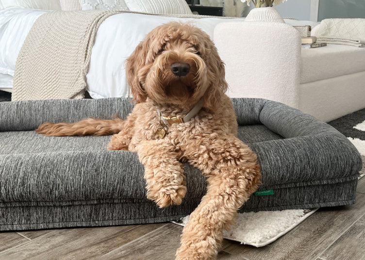 A light golden Goldendoodle rests comfortably in a gray, cushioned dog bed, its fluffy fur blending with the soft surroundings. The bed sits on a light hardwood floor, with a glimpse of a cream rug beneath. In the background, a white bed with cream blankets and plush off-white furniture completes the peaceful, homey scene. The dog lies on its side, paws relaxed, exuding contentment in the warm, inviting space.