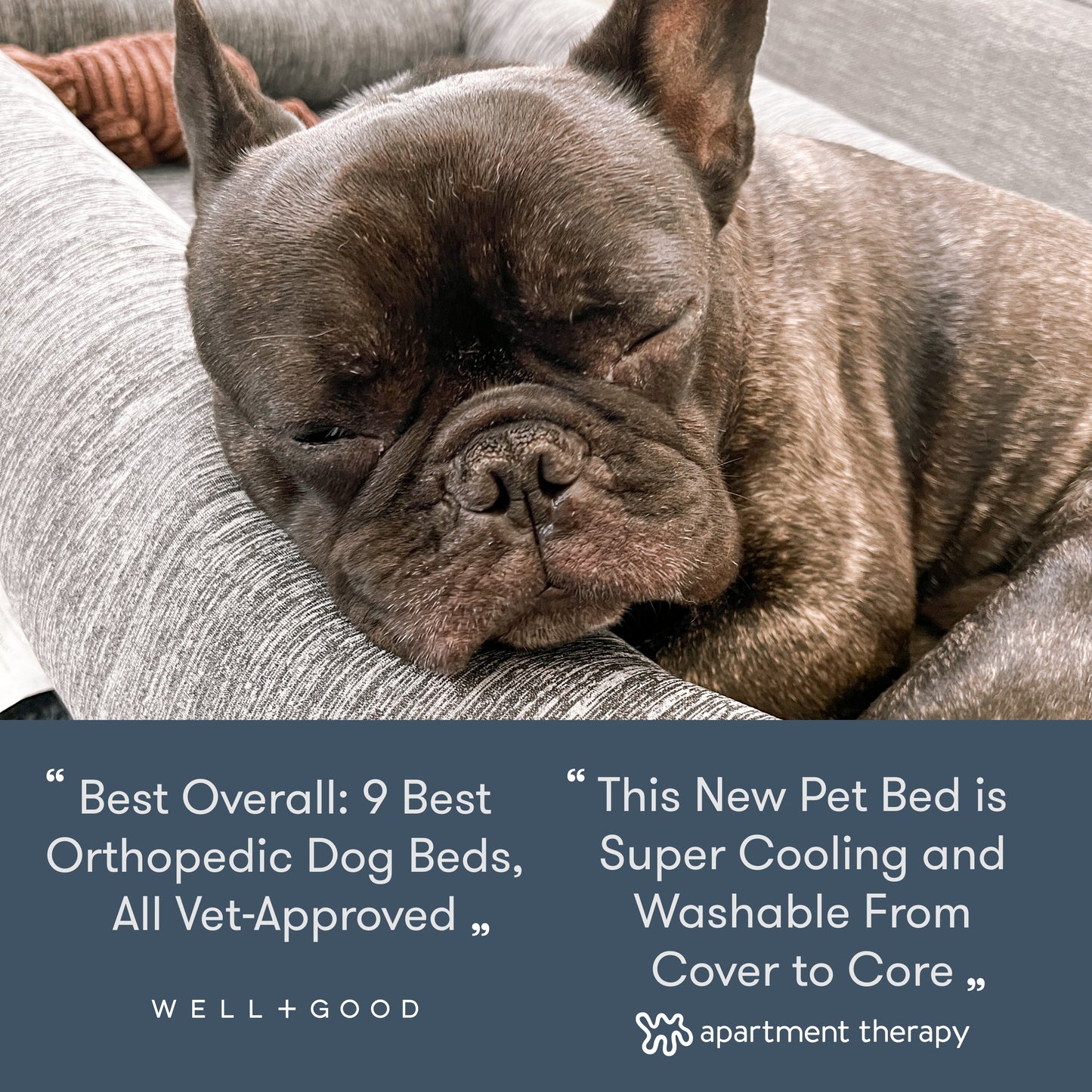 dog sleeping on newton pet bed, with reviews, text reads "Best Overall: 9 Best Orthopedic Dog Beds, All Vet Approved -Well+Good, This New Pet Bed is Super Cooling and Washable From Cover to Coere -Apartment Therapy"