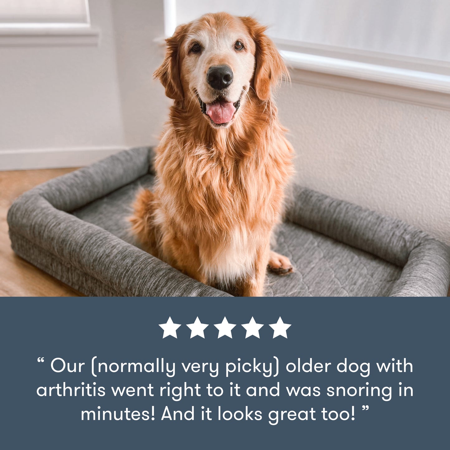 senior dog sitting upright on newton pet bed, with five star review, with text "Our (normally very picky) older dog with arthritis went right to it and was snoring in minutes! And it looks good too!"