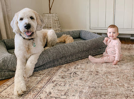 A Bernedoodle lounges in a gray dog bed on a patterned rug, while a baby in a floral pink onesie sits nearby. A white wooden cabinet and woven basket complete the serene, neutral-toned room.
