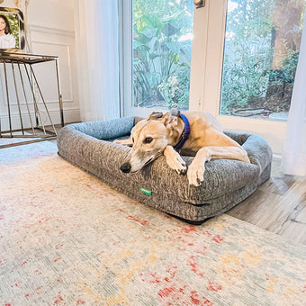 A light beige-tan greyhound rests comfortably in a rectangular, gray dog bed. The dog bed is placed on a patterned area rug with muted tones of beige, cream, and hints of dusky rose, and muted yellow and orange. The dog is lying and its paws are resting on the edge of the bed. Beyond the dog and rug, a light-colored room with large windows and a view of greenery and trees outside is visible.  A portion of a light-colored, decorative table or console is also seen in the background.