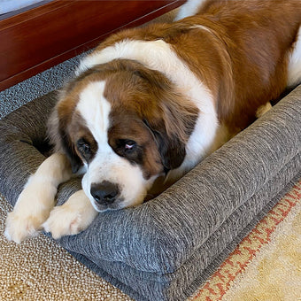 A Saint Bernard dog is resting inside a gray, rectangular dog bed. The dog is predominantly brown with white markings. The dog's head and paws are resting in the bed, and its body is slightly angled toward the camera. The dog appears relaxed and comfortable. The dog bed has a slightly padded, textured gray fabric. It sits on a light beige area rug. A wooden-toned trim is visible in the background.
