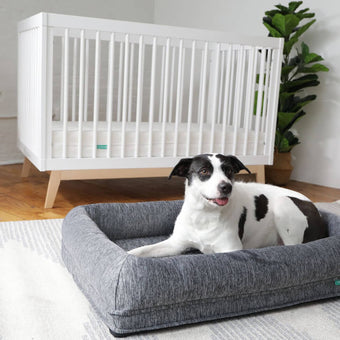 A black and white dog is lying in a gray rectangular dog bed. The dog bed is situated on a light beige/tan area rug with a striped pattern. A white crib or toddler bed is in the background, positioned slightly to the right of center. A leafy green houseplant is also situated in the background. The floor is light hardwood.