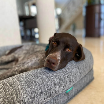 A brown and white German Shorthaired Pointer dog is lying in a gray, textured dog bed.  The dog's head is resting on the top of the bed, and its gaze is directed slightly to the viewer's left. The dog's coat is a rich brown with white spots.  The dog bed has a gray fabric with a subtle, textured pattern.  Elements of a light-colored interior can be seen in the background, including a staircase.