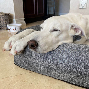 A white dog is lying on a gray dog bed.  The dog's head is resting on the bed, and its paws are extended out.  The dog appears to be asleep with its eyes closed.  The dog bed is a rectangular shape and has a slightly textured, gray fabric cover.  Part of a light beige/cream colored tiled floor is visible in the image.  A woven basket and a decorative dog bowl are visible in the background.