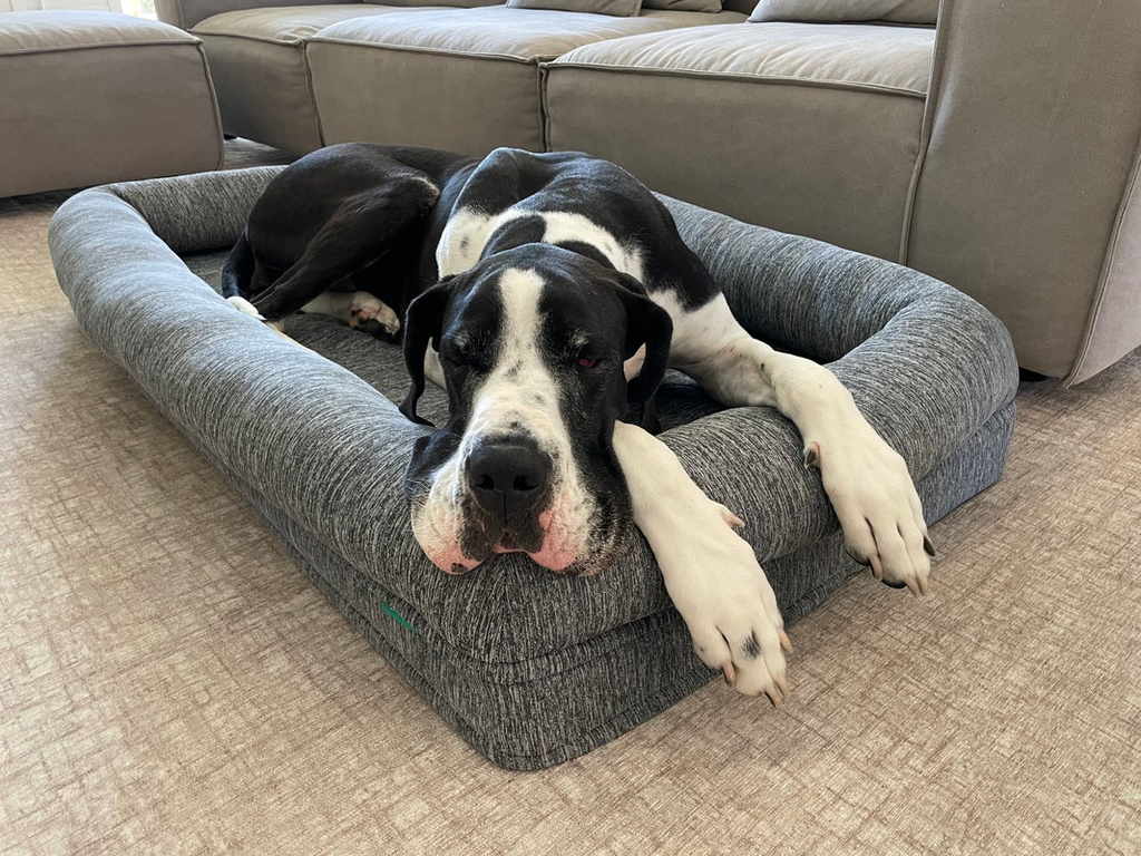 Best orthopedic dog bed for hip dysplasia deals