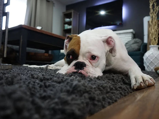 signs of pain in dogs