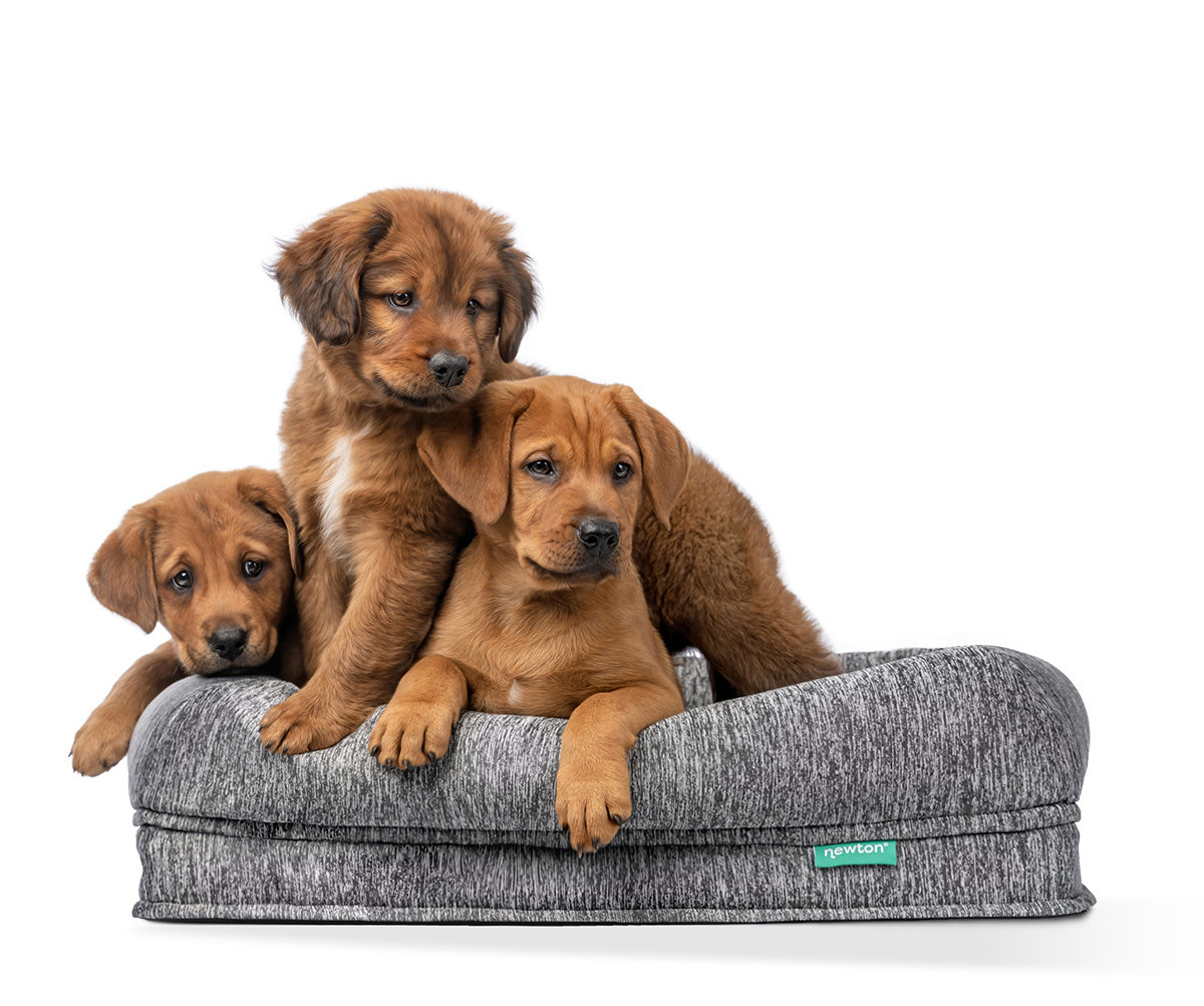 Three brown puppies cuddle together on a gray dog bed with a white background. Two puppies are lying down, while one sits upright, all looking attentive and adorable.