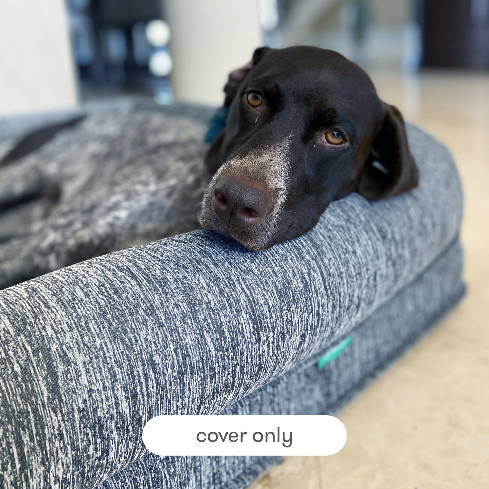 dog laying on newton pet bed with text, "cover only"