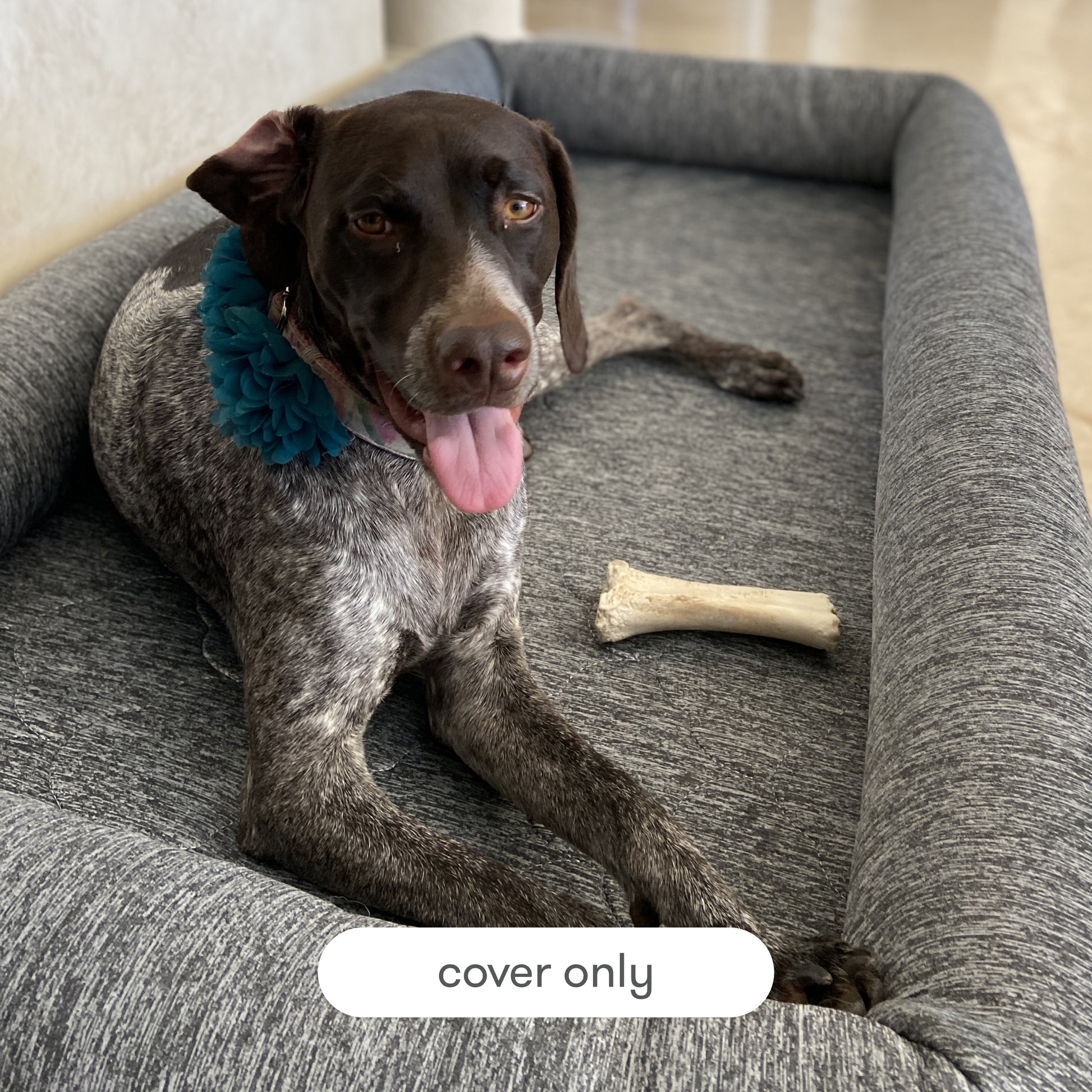 dog laying on newton pet bed with text, "cover only"