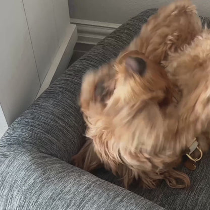 video of dog playing on newton pet bed, sleeping on newton pet bed with text "patented wovenaire core, unlike anything on the market, you can wash the inner core"