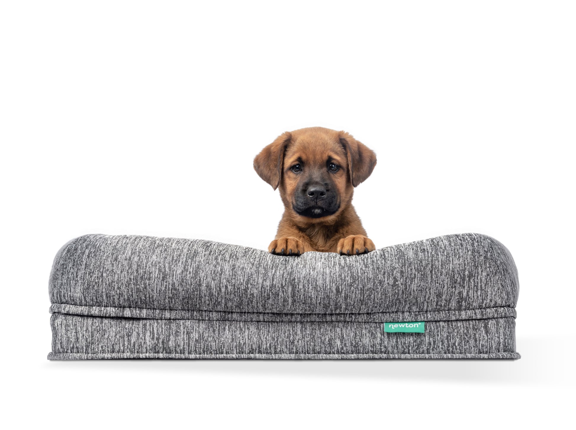 A cute puppy sitting on a grey Newton Baby pet bed.