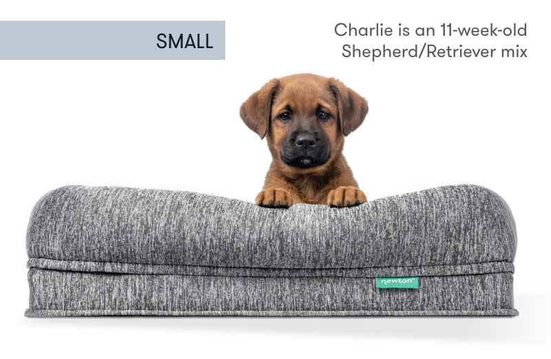 Orthopedic Dog Beds & Products for Therapeutic Sleeping