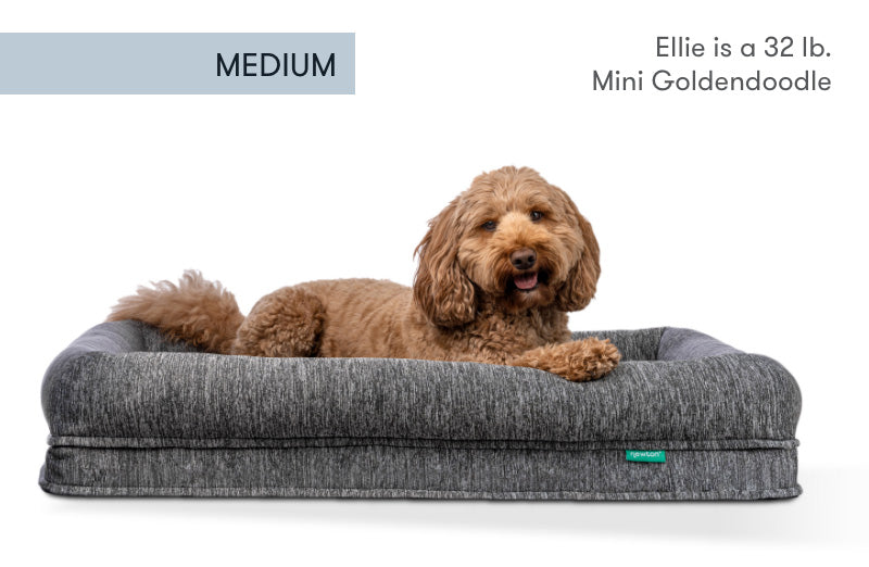 Ellie, a 32 lb. Mini Goldendoodle, lounges on a medium-sized grey dog bed labeled "MEDIUM". 999-4404-HGY 999-1401-HGY