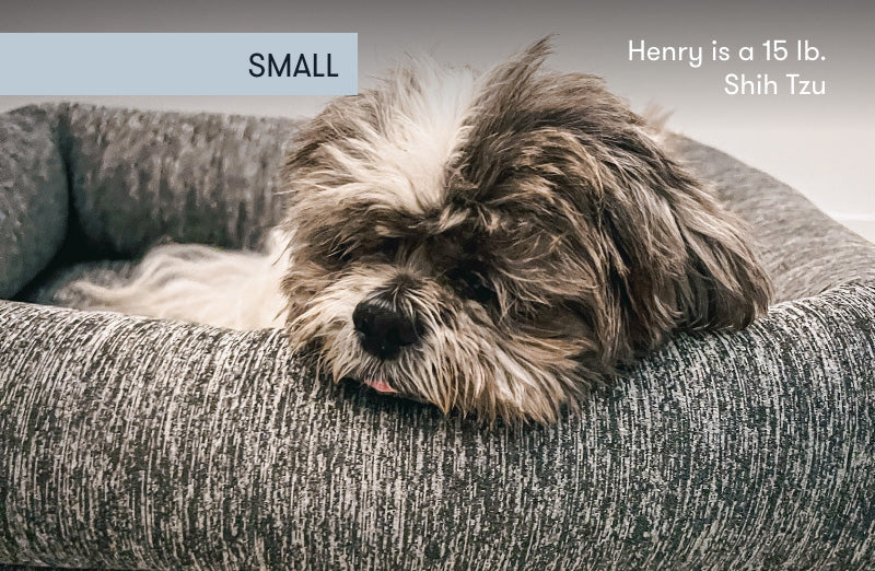 Small Henry dog 999-4403-HGY 999-1400-HGY
